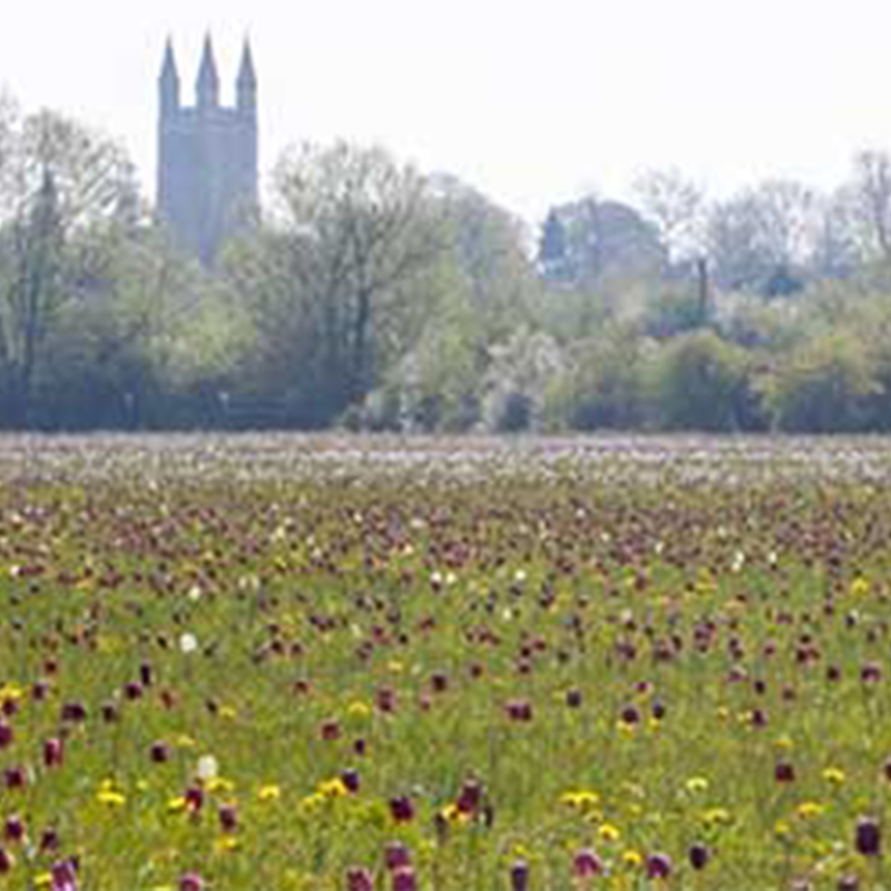 A floodplain meadow, with a church visible in the background