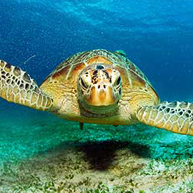 A turtle swimming underwater