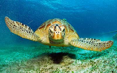 A turtle swimming underwater in clear blue sea